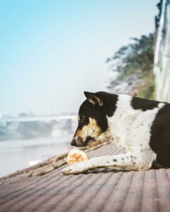 Hundfoder